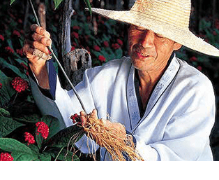 1922年創業の韓国の老舗人参農協が栽培する高麗人参